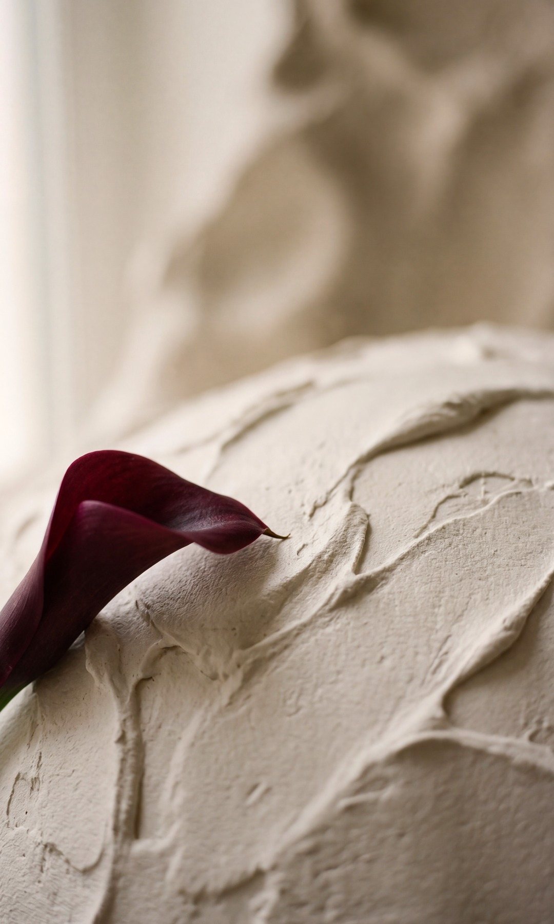 Close-up of a burgundy calla lily on textured plaster