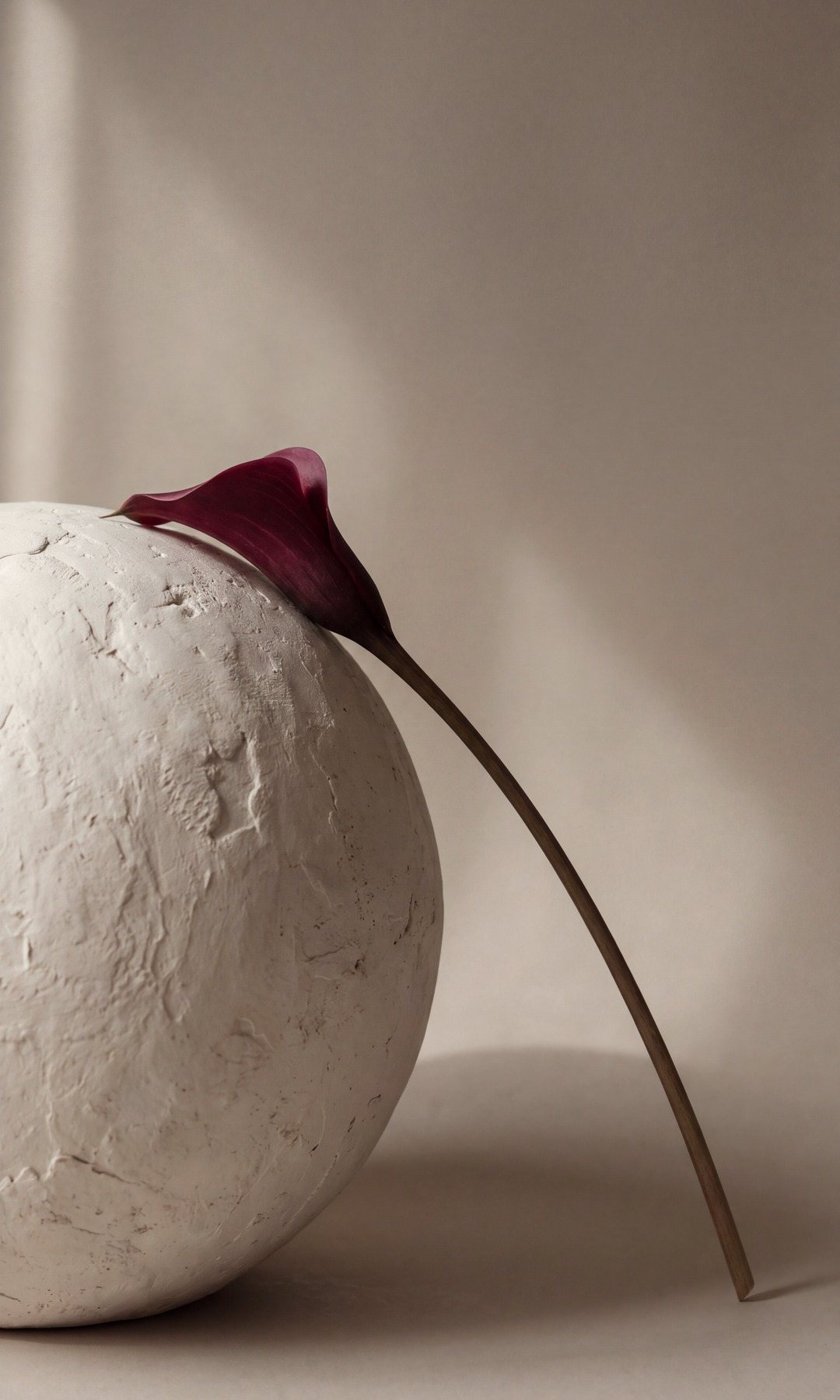 A burgundy calla lily resting on a textured plaster sphere
